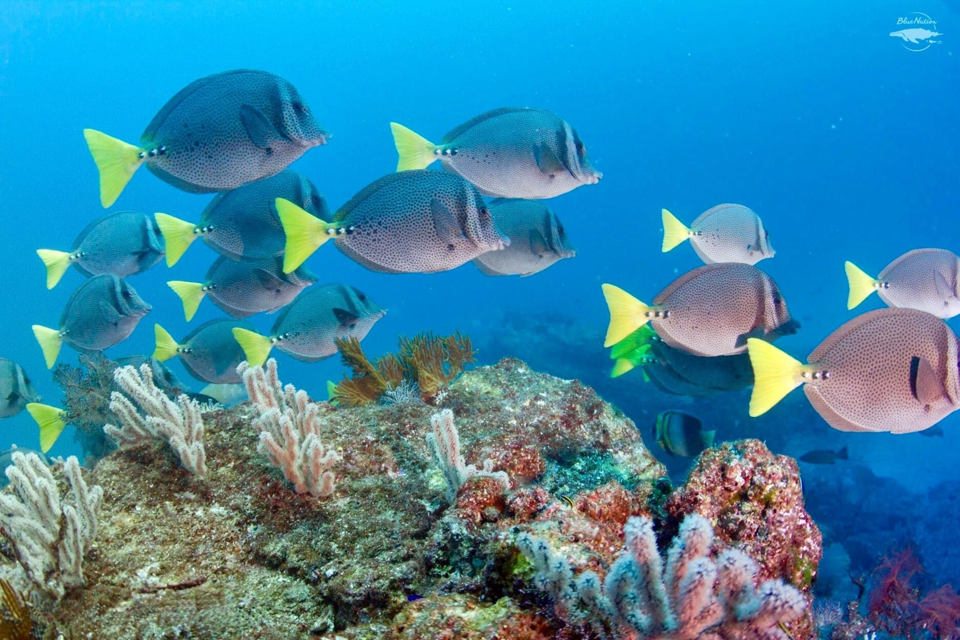 ¡Un Mar Lleno de Vida!