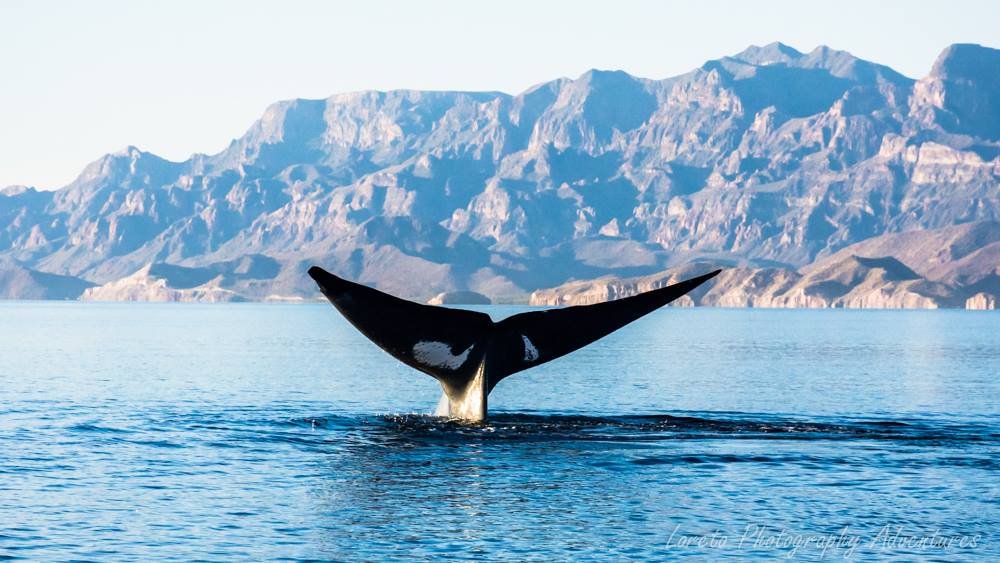 Ballena Azul